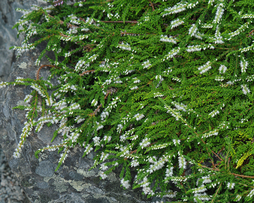Calluna vulgaris ‘White Lawn’