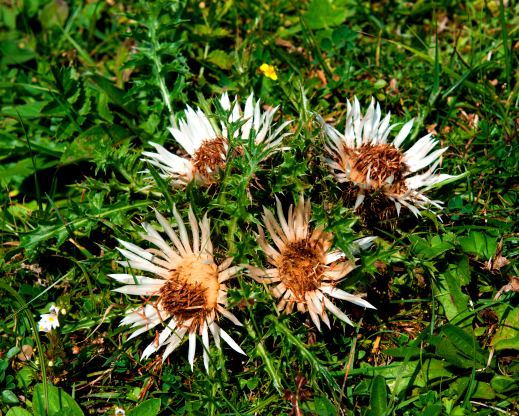 Carlina acaulis Carlina acaulis