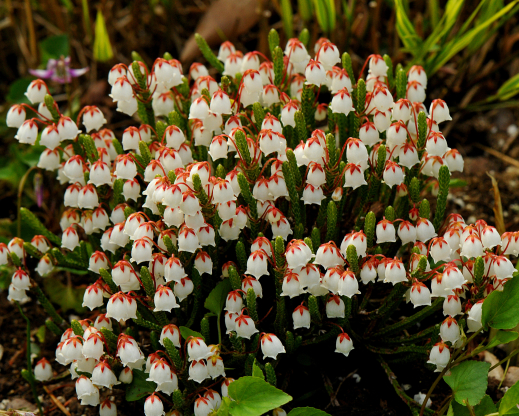 Cassiope ‘Muirhead’