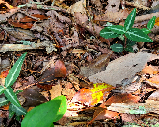 Chimaphila maculata    