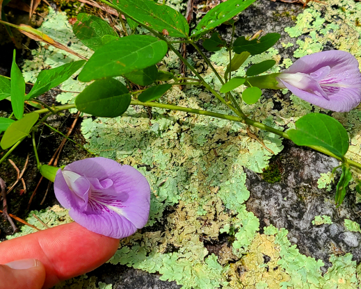 Clitoria mariana