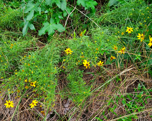 Coreopsis verticillata near a sandstone glade