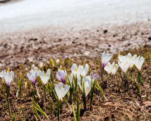 Crocus albiflorus Crocus albiflorus