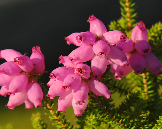 Erica. x stuartii ‘Irish Lemon’