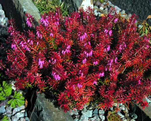 Erica carnea ‘Ann Sparkes’