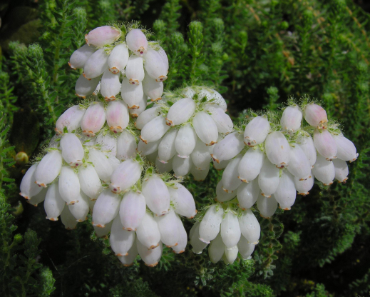 Erica tetralix ‘Alba Mollis’