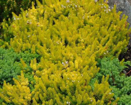 Erica vagans ‘Valerie Proudley'