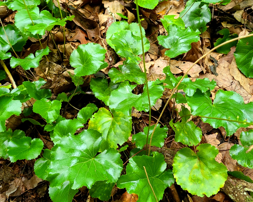Galax urceolata with ruffled, glossy leaves