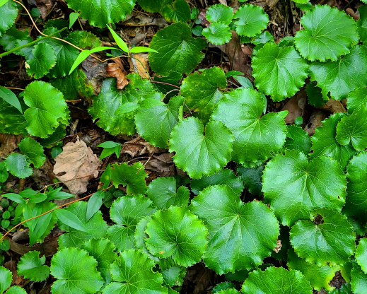 Galax urceolata with scalloped leaf margins.
