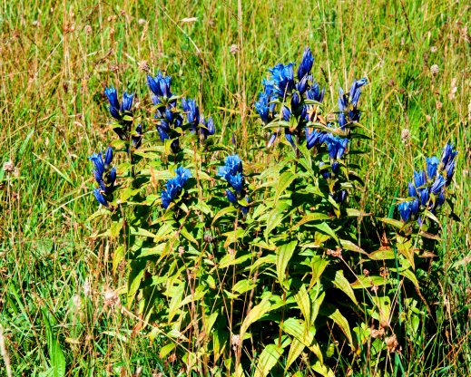 Gentiana asclepiadea Gentiana asclepiadea