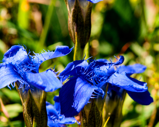 Gentiana ciliata Gentiana ciliata