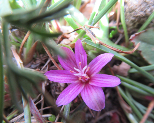 Lewisia pygmaea