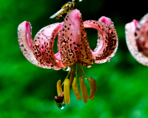 Lilium martagon Lilium martagon