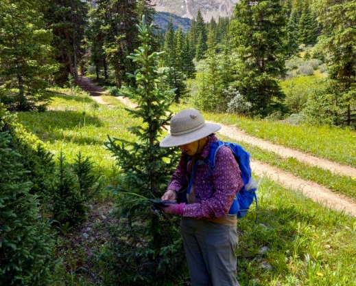 Denver Botanic Gardens botanist Loraine Yeatts on our second collecting trip to Grizzly Gulch on July 21, 2022, with Grizzly Peak in the distance. Denver Botanic Gardens botanist Loraine Yeatts on our second collecting trip to Grizzly Gulch on July 21, 2022, with Grizzly Peak in the distance.