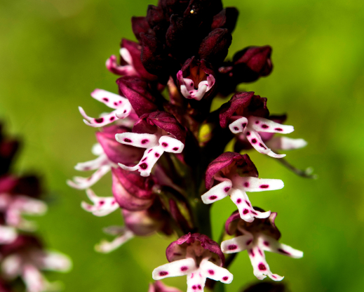 Neotinea ustulata Neotinea ustulata