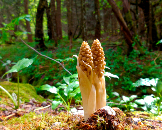 Neottia nidus-avis Neottia nidus-avis