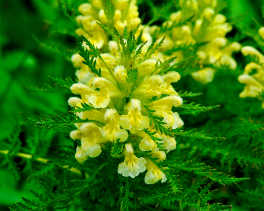 Pedicularis foliosa Pedicularis foliosa