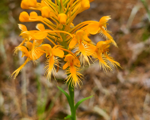 Yellow fringed orchid (Platanthera ciliaris)