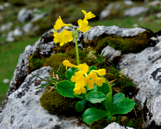 Primula auricula Primula auricula