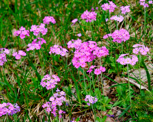 Primula farinosa Primula farinosa