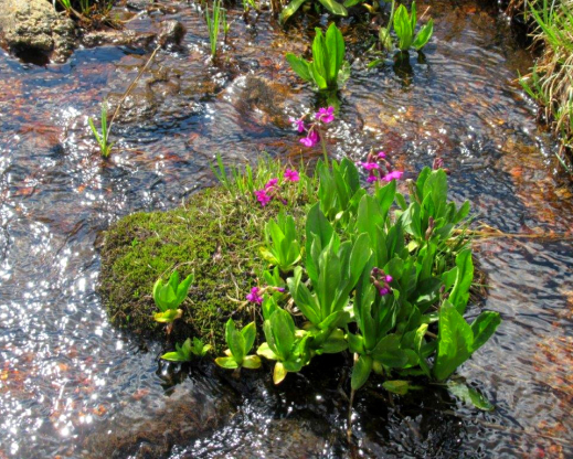 Primula parryi Primula parryi