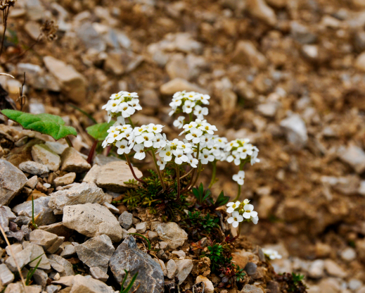 Pritzelago alpina Pritzelago alpina