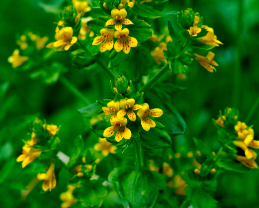 Tozzia alpina Tozzia alpina