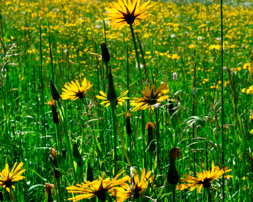 Tragopogon pratensis Tragopogon pratensis