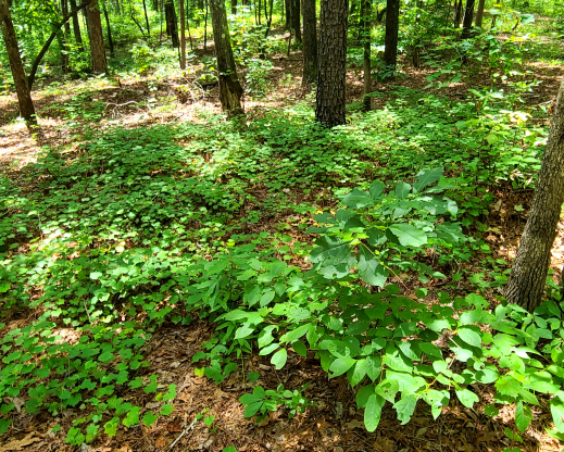 Muscadine grape (Vitis rotundifolia) growing as a ground cover