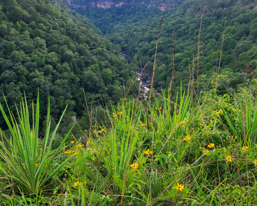 Yucca filamentosa on a sandstone ledge