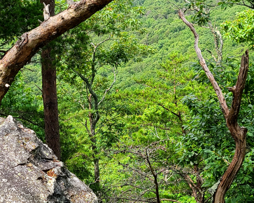 The view from Cheaha Mountain