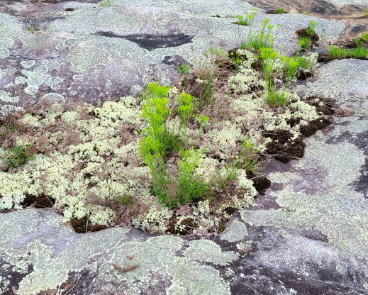 Lichen and plant communities on  dry sandstone .