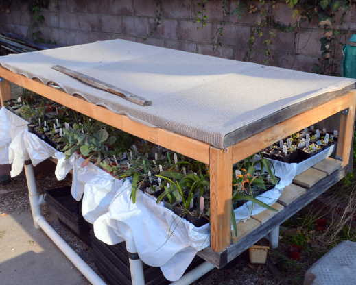 The bulb table with shade cloth and plastic trash bags under the flats to allow bottom watering The bulb table with shade cloth and plastic trash bags under the flats to allow bottom watering