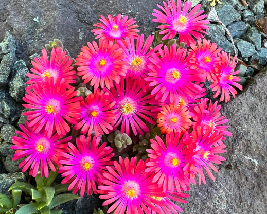 A Delosperma seeding
