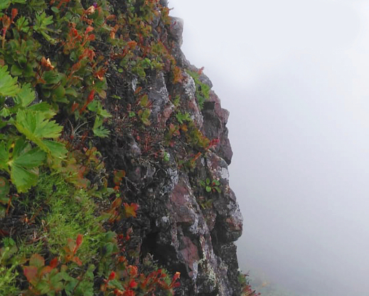 T. camtschaticum on Zhdanko ridge, Sakhalin Island