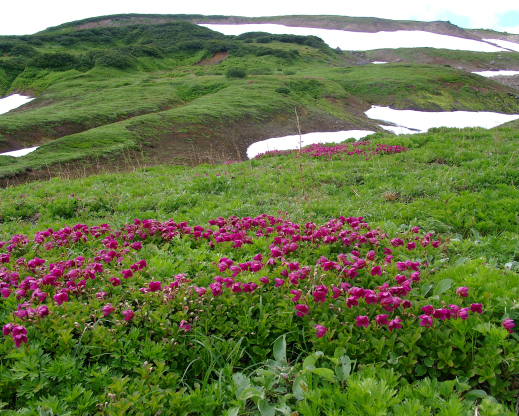 Therorhodion camtschaticum in Kamchatka, at the foot of the Mutnovsky volcano  Photo by A. N. Berkutenko