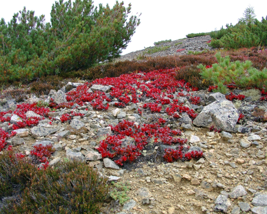 Fall color on Therorhodion glandulosum in Magadan, Russia. Photo by A. N. Berkutenko