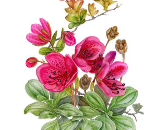 Botanical illustration of Therorhodion camtschaticum