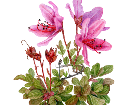 Botanical illustration of  Therorhodion glandulosum