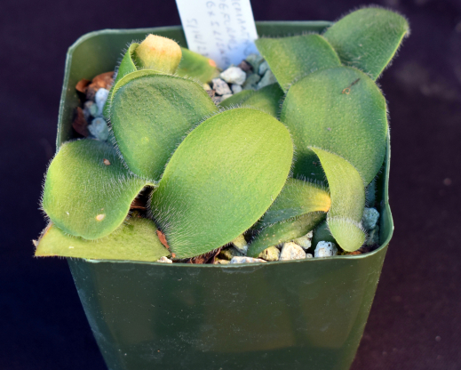 Haemanthus deformis seedlings Haemanthus deformis seedlings
