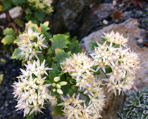 Hylotelephium populifolium     