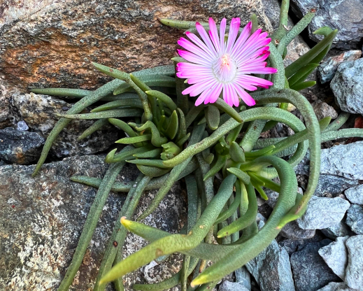 Marlothistella stenophylla