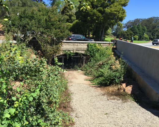 The South Rockery before it was cleaned up.