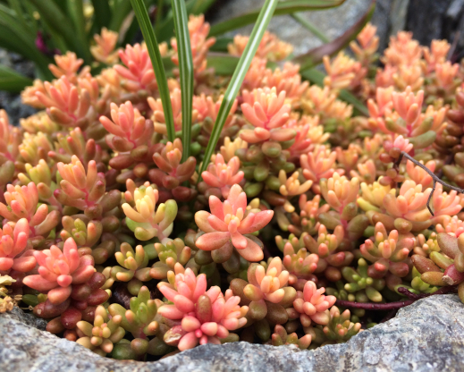 Sedum album ‘Variegata’