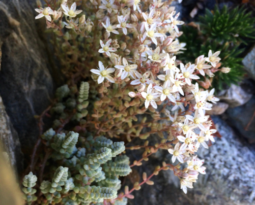 Sedum brevifolium var. induratum