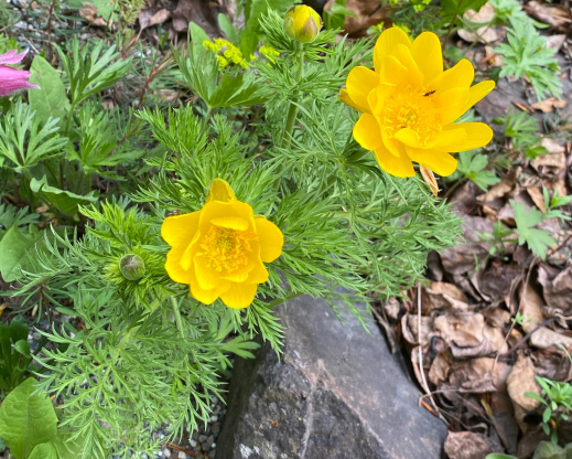Adonis amurensis    