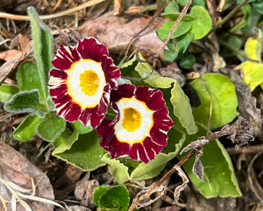 An auricula primrose that lost its tag