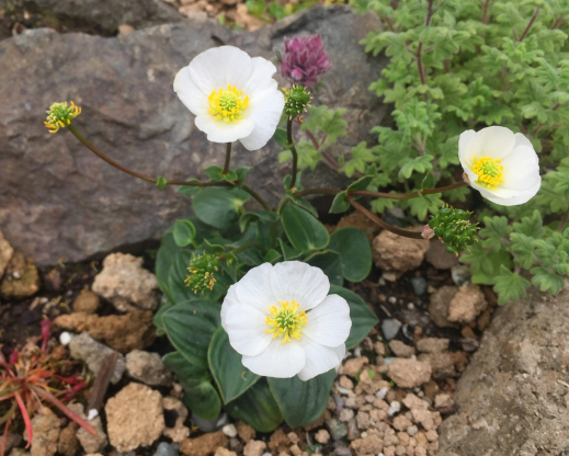 Ranunculus parnassifolius     
