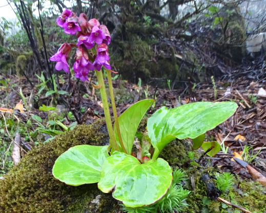 Bergenia purpurascens