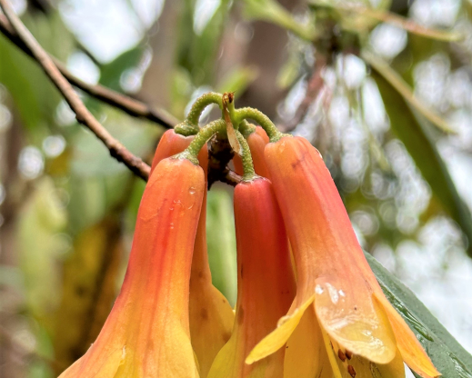 Rhododendron cinnabarinum 
